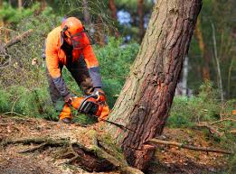 Seasonal Cleanup (Spring/Fall) in Priest River, ID