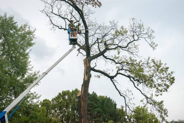 Best Tree Disease Treatment  in Priest River, ID